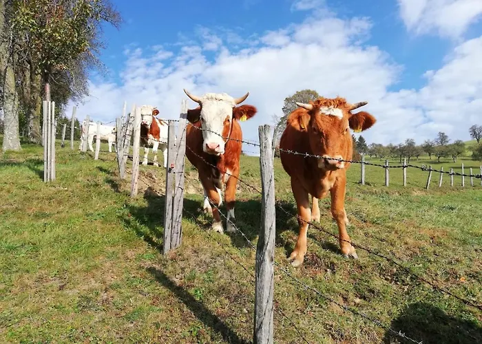 Apartament Tiny House Birner