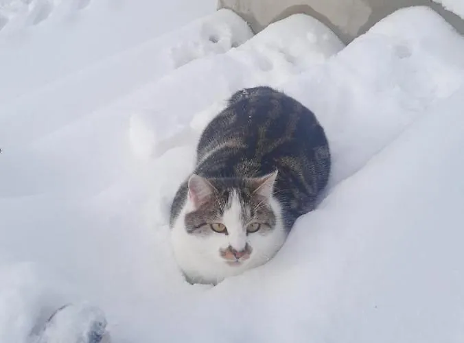 Tiny House Birner * Ertl